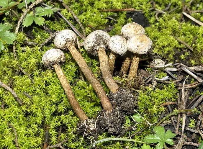 Tulostoma brumale